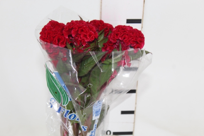 <h4>CELOSIA RED CHIEF 060 CM VERMELHO</h4>