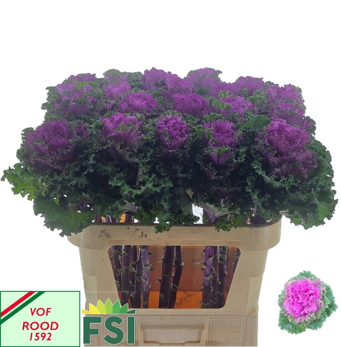 <h4>BRASS CRANE RU RED</h4>