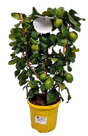 Citrus Lemon Lunario Grafted Trellis