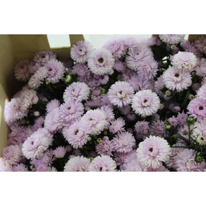 ASTER MARIANA 040 CM ROSA CLARO