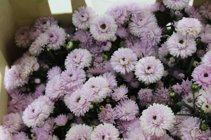 <h4>ASTER MARIANA 040 CM ROSA CLARO</h4>