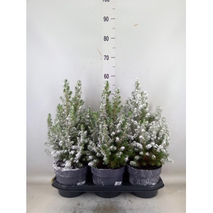 Picea glauca 'Conica'