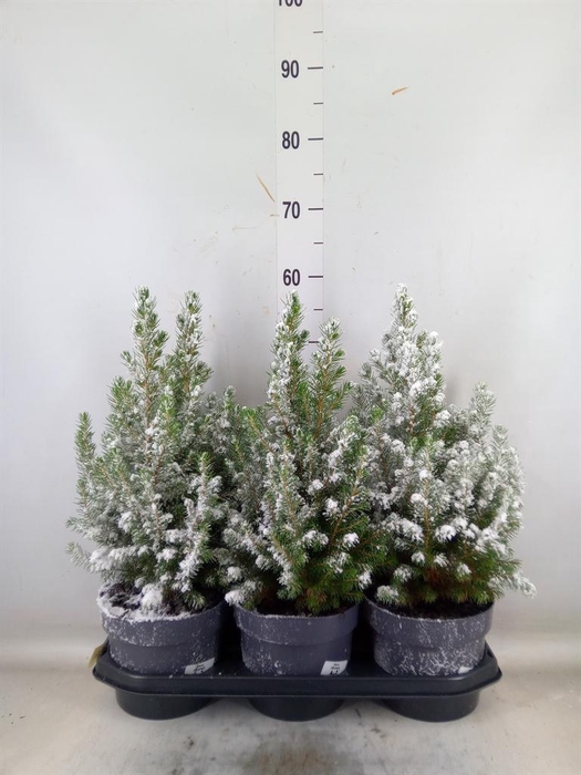 <h4>Picea glauca 'Conica'</h4>