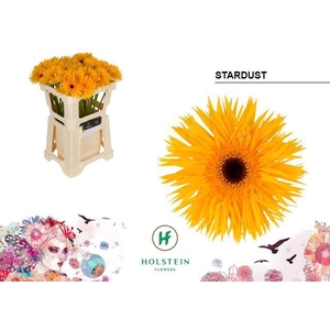 GE GS GERSP STARDUST