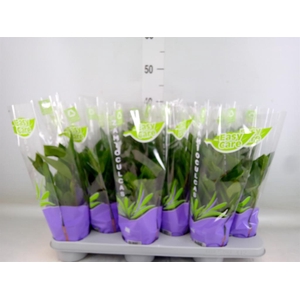 Zamioculcas zamiifolia