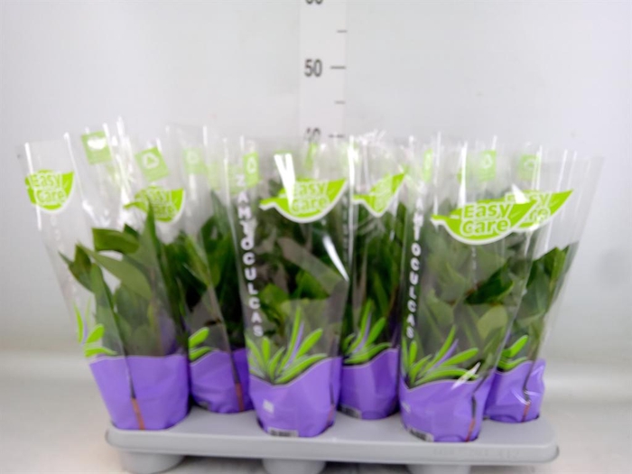 <h4>Zamioculcas zamiifolia</h4>