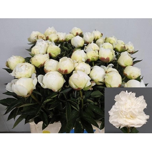 PAEONIA LACT. 'MME CLAUDE TAIN' (A2