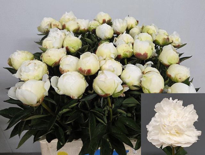 <h4>PAEONIA LACT. 'MME CLAUDE TAIN' (A2</h4>