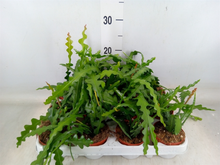 <h4>Epiphyllum anguliger</h4>