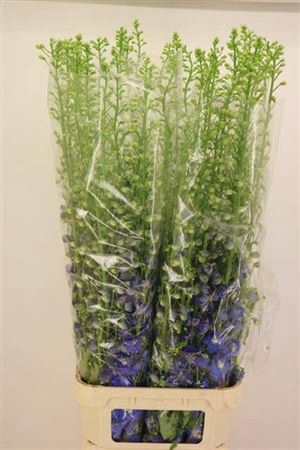 <h4>Delph Du Aurora Blue</h4>
