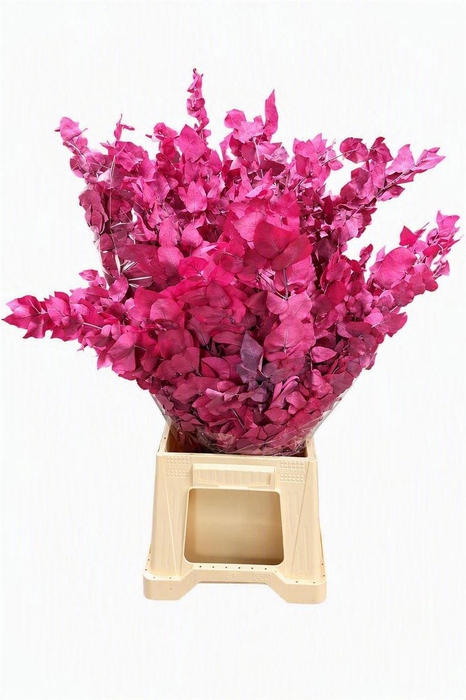 <h4>Pres Euca Stuartiana Cyclaam Bunch</h4>