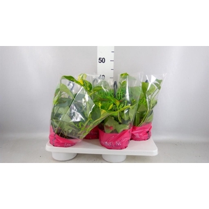 Epipremnum pinn.   HG