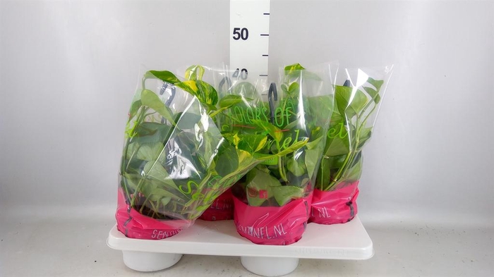 <h4>Epipremnum pinn.   HG</h4>