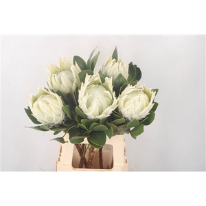 Protea Cy Arctic Ice