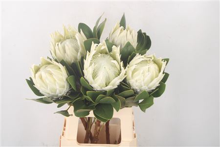 <h4>Protea Cy Arctic Ice</h4>