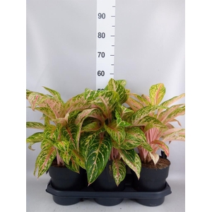 Aglaonema KB 'Cocomelon'