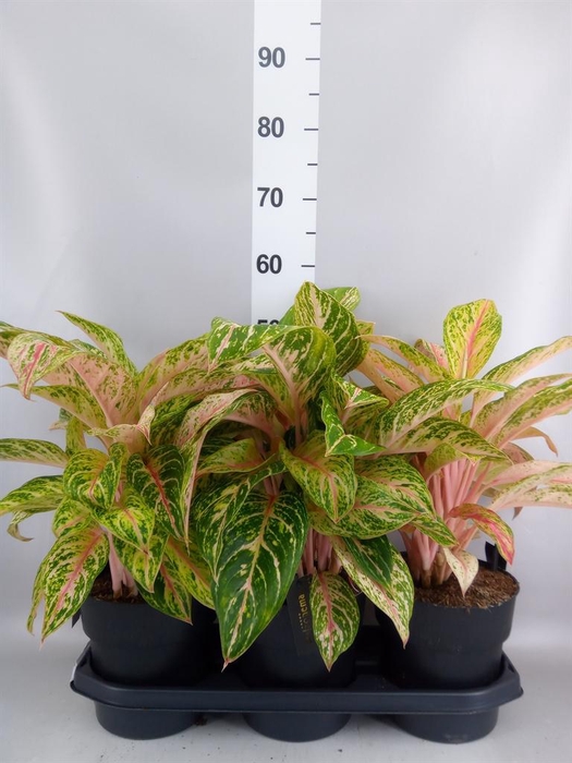 <h4>Aglaonema KB 'Cocomelon'</h4>