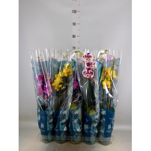 Phalaenopsis   ...mix  5