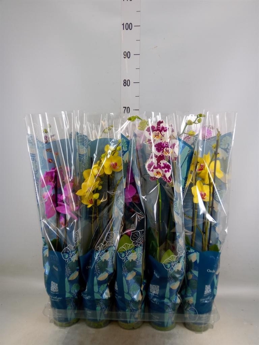 <h4>Phalaenopsis   ...mix  5</h4>