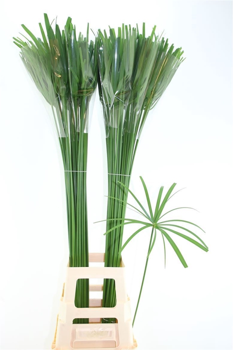 <h4>Cyperus Papyrus Glaber</h4>