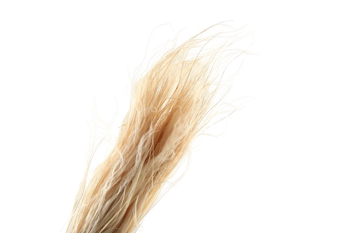 <h4>Stipa Pennata White Bleached</h4>