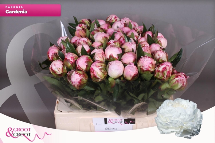 <h4>PAEO L GARDENIA</h4>