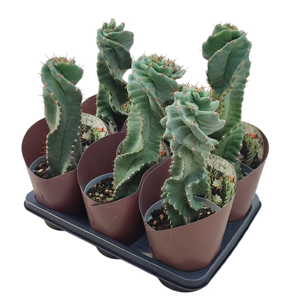 <h4>CEREUS FORBESII SPIRALIS - POT Ø 14 WITH POTCOVER (CACTUS)</h4>