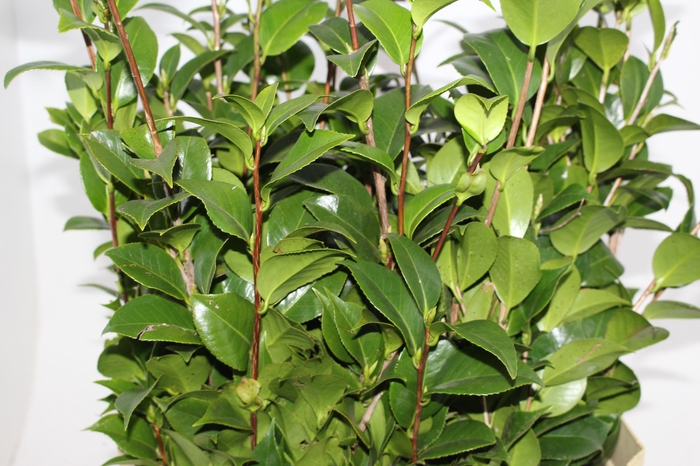 <h4>FOLHAGEM CAMELIA</h4>