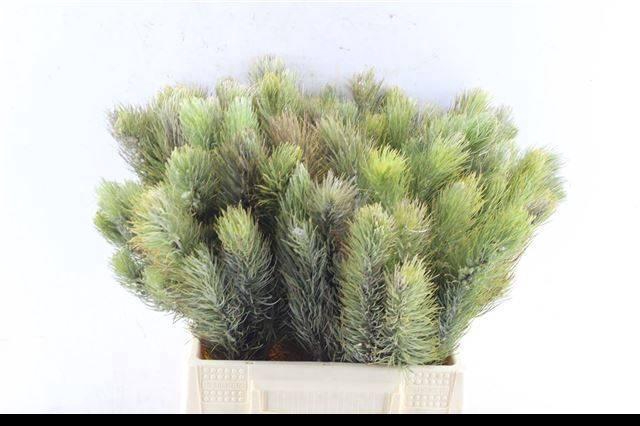 <h4>KAAPS GROEN</h4>