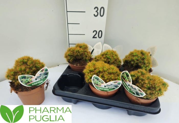 <h4>CERE MONSTR</h4>