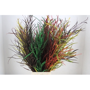 Grevillea Kbh Mix 200gr P Bunch