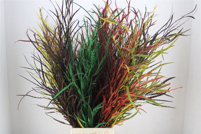 <h4>Grevillea Kbh Mix 200gr P Bunch</h4>