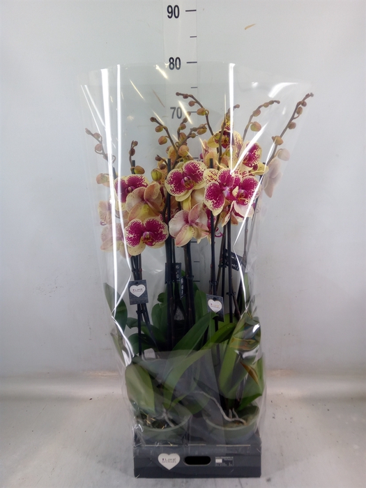 <h4>Phalaenopsis   ...yellow</h4>
