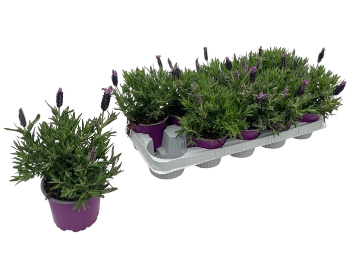 <h4>LAVAN STOECHAS</h4>