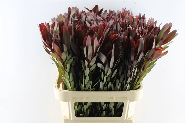 <h4>LEUCAD SAF SUNSET</h4>