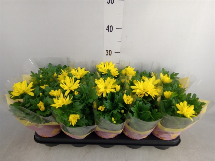 <h4>Chrysanthemum  'Heat Yellow'</h4>