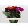 Dahlia Fox Mix