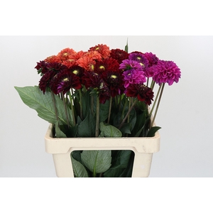 Dahlia Fox Mix