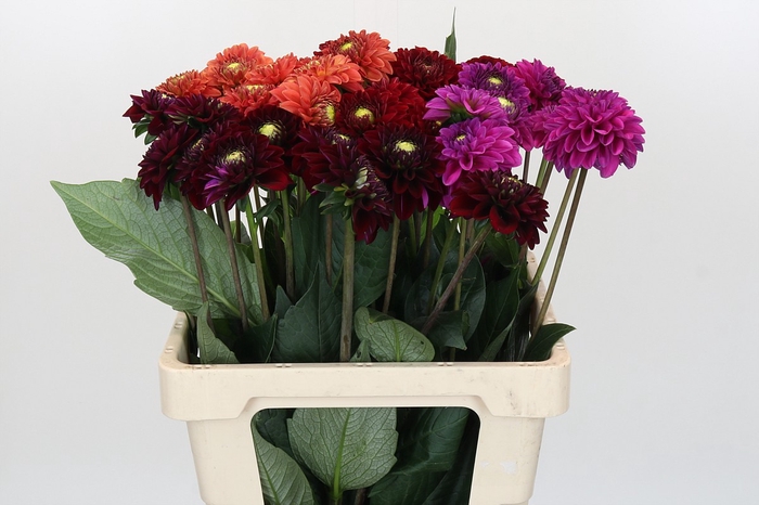 Dahlia Fox Mix