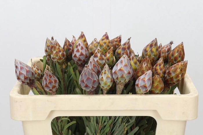 <h4>Kaaps Groen Plumosum Rubrum</h4>
