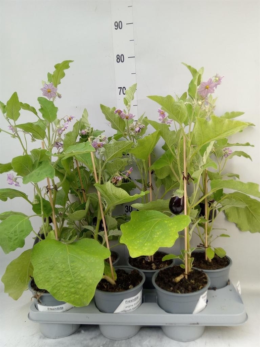 <h4>Solanum melongena  ...Aubergine</h4>