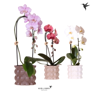 Kolibri Orchids Phalaenopsis Cascade Niagara Fall mix 1 spike in Cotton pot sand mix