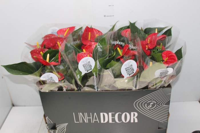 <h4>ANTHURIUM RED SUCCESS P15 PREMIUM</h4>