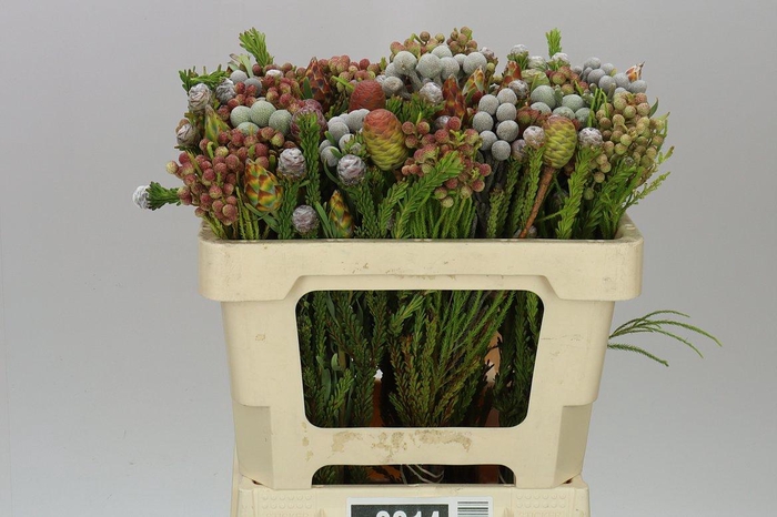 <h4>Kaaps Cone Mix</h4>