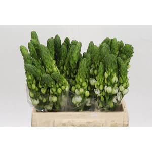 Ornithogalum thyrsoides Milky Way