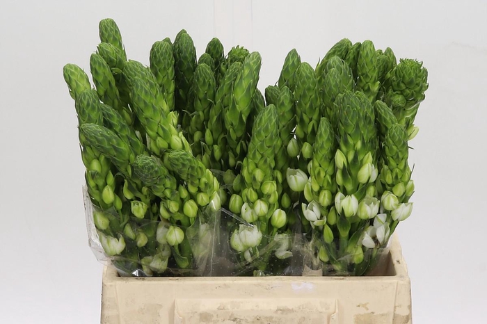 <h4>Ornithogalum thyrsoides Milky Way</h4>