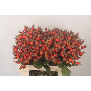 Rosa Pumpkin Orange