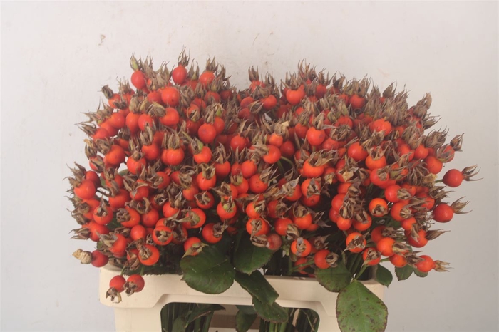 <h4>Rosa Pumpkin Orange</h4>