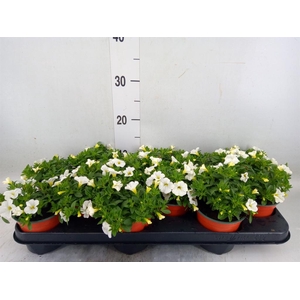 Calibrachoa  'Minifam White'