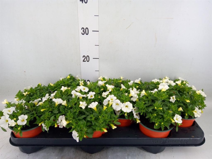 <h4>Calibrachoa 'Minifam White'</h4>